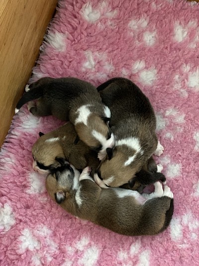 Vier prachtige puppy’s zijn geboren - ze groeien als kool en zijn lekker actief en pittig. Biscuit is een hele goede moeder.